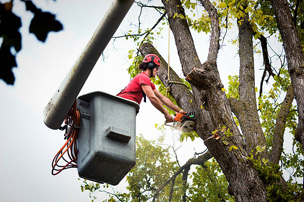 Trusted Fairbury, IL Tree Removal and Landscaping Services Experts